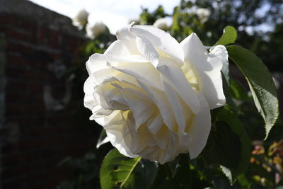 Close-up of white rose blooming outdoors