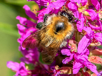 Close-up of bee pollinating on pink flower