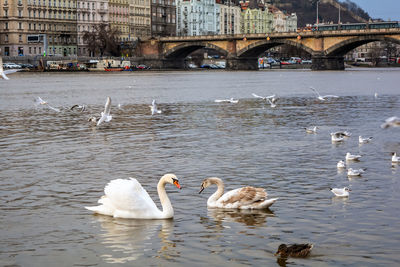 Swans, ducks and seagulls floating on the vltava river in prague
