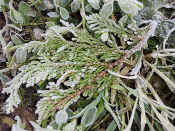 Full frame shot of frozen plants during winter