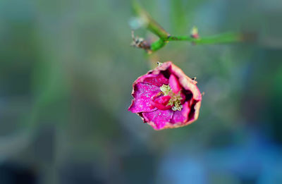 Close-up of pink flower