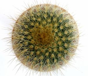 Close-up of cactus