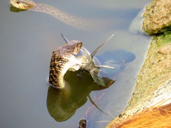 Close-up of insect on a lake