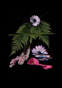 Close-up of pink flowers against black background