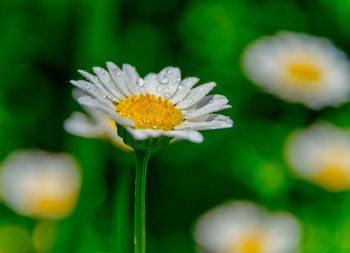 Close-up of water white flowering plant