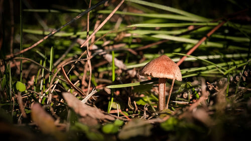 Close-up of mushroom growing on field