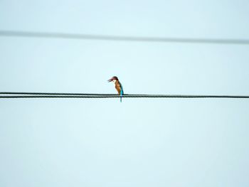 Low angle view of birds perching on power line