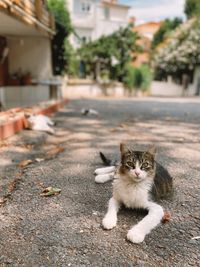 Portrait of cat on footpath in city