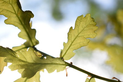 Close-up of maple leaf against sky