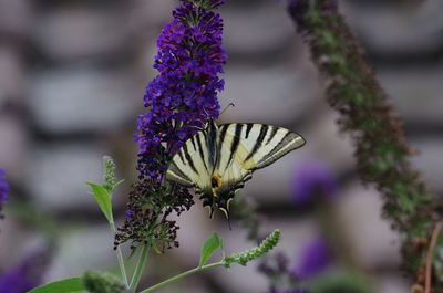 Close-up of butterfly pollinating on purple flower