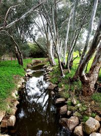 Reflection of trees in water