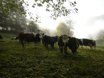 Cows on field against sky