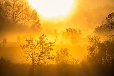 A beautiful diffused light during the spring sunrise. trees in spring with warm sun light.