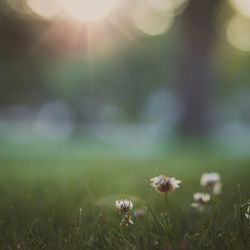 Flowers blooming on grassy field at park