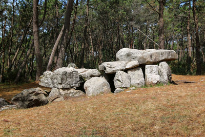 Stone wall by trees in forest