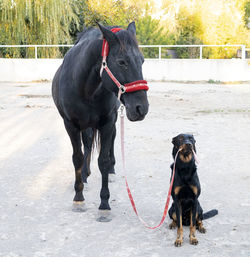 Dog standing on field