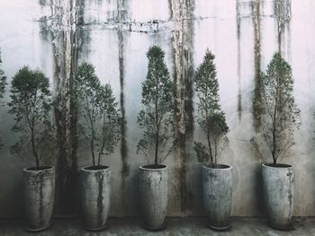 Panoramic view of trees and plants in forest