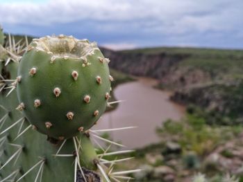 Close-up of prickly pear cactus