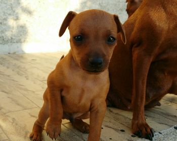 Close-up portrait of dog sitting
