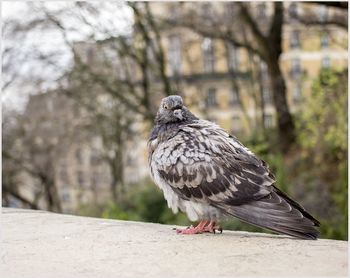 Close-up of bird perching on a tree