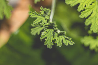 Close-up of fresh green plant