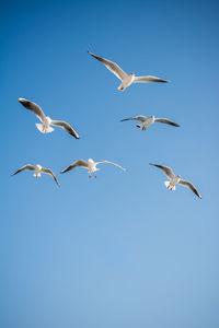 Low angle view of seagulls flying