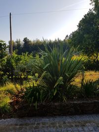 Plants and trees on field against sky