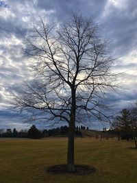 Bare tree on field against sky