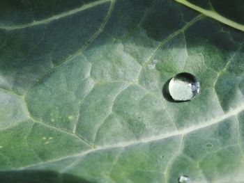 Close-up of leaf