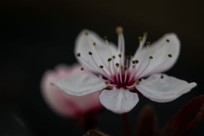 Close-up of white rose flower against black background
