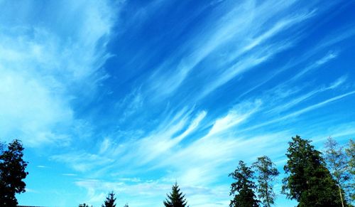 Low angle view of trees against cloudy sky