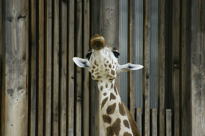 Rear view of white umbrella on wood