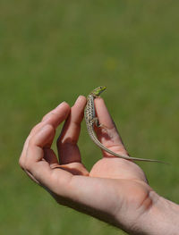 Man holding lizard in hand with blurred background