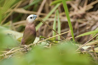 Close-up of bird perching on grass