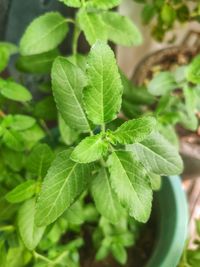 Close-up of green leaves