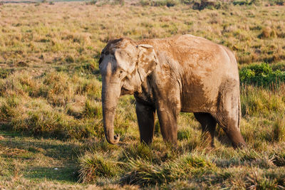 Elephant standing in grass