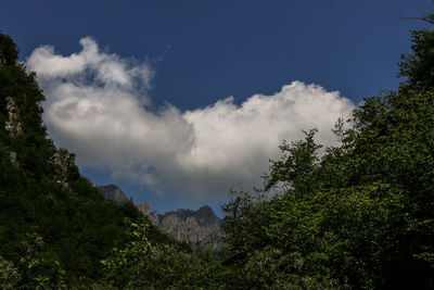 Low angle view of trees against sky