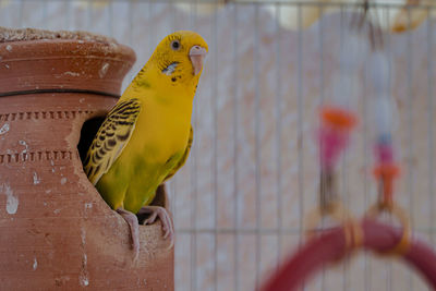 Close-up of parrot perching in cage