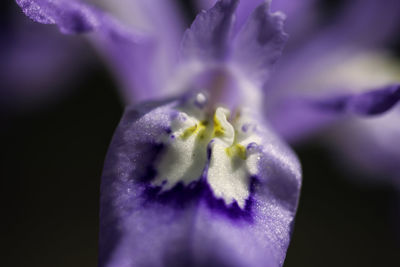 Close-up of purple flower