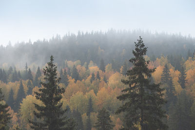 Pine trees in forest during sunset