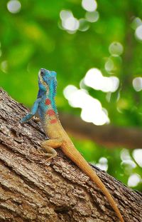 Close-up of lizard on tree