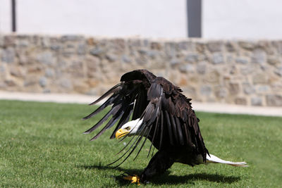 Bird flying over a field