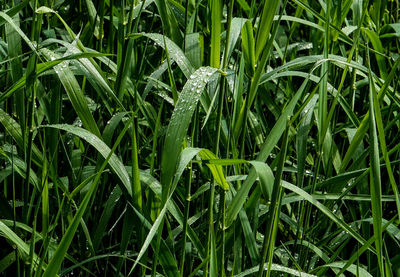 Full frame shot of wet grass on field