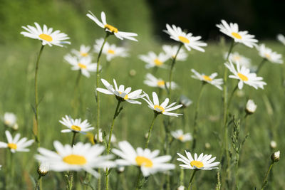 Close-up of white daisy flowers on field