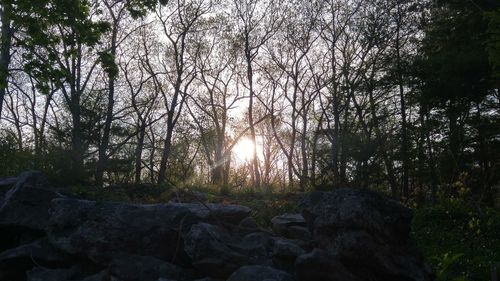 Sun shining through trees