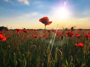 Red poppy flowers on field against sky during sunset