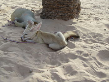 High angle view of sheep relaxing on sand at beach