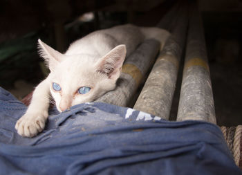 Close-up portrait of cat relaxing at home