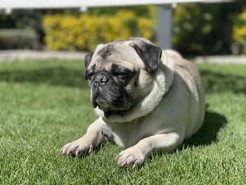 Close-up of a dog on field