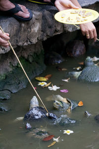 Cropped image of people feeding turtles swimming in lake